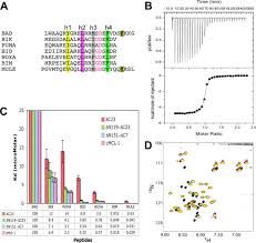 Some links have been redirected. Apoptotic Regulation By Mcl 1 Through Heterodimerization Journal Of Biological Chemistry