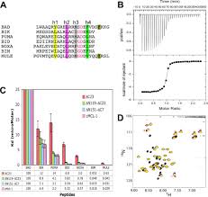 Entry form opposite magnetic poles and whenever minute magnetic particles are. Apoptotic Regulation By Mcl 1 Through Heterodimerization Journal Of Biological Chemistry