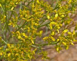 Image result for Geigeria schinzii