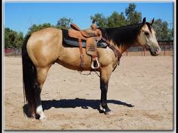 Video of a buckskin quarter horse at the 07 mn horse expo. Pc Perkin Reddy Buckskin Gelding For Sale Youtube