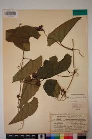 Image result for Cogniauxia