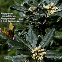 Image result for Pittosporaceae