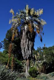 Image result for Triumfetta brachyceras