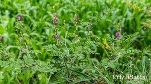 Image result for Tephrosia multijuga