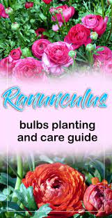 How To Grow And Care Ranunculus Flower Growing Buttercup Plants Ranunculus Garden Ranunculus Ranunculus Flowers