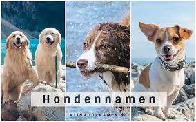 Hondennamen Voor Zowel Reu Als Teef Mijnvoornamen Nl
