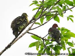 Description:borneo springs sdn bhd is an oil and energy company located in bintulu, sarawak, malaysia. Borneo Springs Sdn Bhd Eryabysuria Hot Spring Bentong Location Resorts And Hotels Sabah Malaysian Borneo Located North On The Island Of Borneo The Third Largest Island In