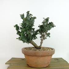 Image result for Pterodiscus aurantiacus