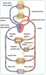Asthma flow charts elegant artery. Arteries Veins And Capillaries Structure And Functions Biology Notes For Igcse 2014