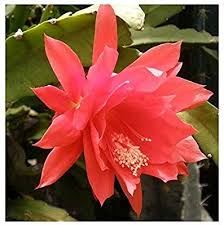 Molded by dry desert climates, they don't require much water or obtaining the seeds from tropical varieties of cactus can be different than obtaining the seeds from a desert cactus, but the general concept is. Amazon Com Disocactus Ackermannii Red Orchid Cactus 10 Seeds Garden Outdoor Orchid Cactus Red Orchids Cactus Seeds