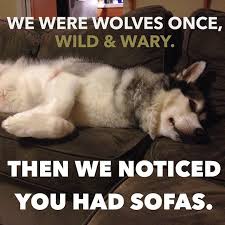 We were wolves once, Wild & Wary. Then we noticed you had sofas.  @rosethemalamute #malamutesofinstagram | Funny animals, Animals friends,  Wolf
