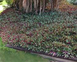 .houseplant, tradescantia spathacea which is popularly known as rhoeo discolor, boat lily, oyster plant diy purple stripes wooden wall shelf for boat lily / rhoeo dwarf plant in glasses of water. Tradescantia Spathacea Alchetron The Free Social Encyclopedia