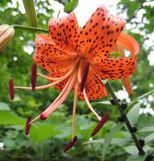 Find images of tiger lily. Open Minded Knowledge Transfer Tiger Lily Flowers Tiger Lily Different Kinds Of Flowers