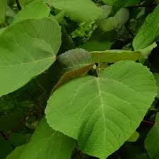 Image result for Alchornea occidentalis