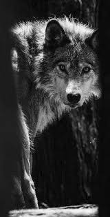 Pin By Tekinel Pazarlama On Wolf Wolf Pictures Wolf Dog Wolf Spirit Animal