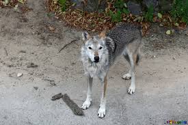 495 free images of wolf. Wolves Image Wolf Images Animal 45515 Torange Biz Free Pics On Cc By License
