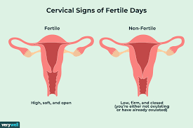 How To Check Your Cervix For Pregnancy And Fertility