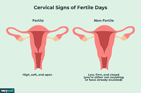 How to Check Your Cervix for Pregnancy and Fertility