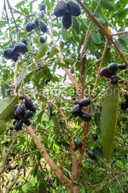 Image result for Syzygium cumini