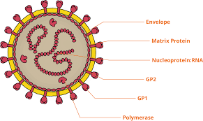 Image result for Lassa Fever