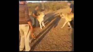 Internet Sitesi Uzerinden Kopek Dovusu Organize Ettiler Kangal Kopegini Bahis Icin Dovusturduler Video Videosunu Izle Son Dakika Haberleri