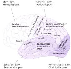 Https Www Life Science Lab Org Cms Tl Files Arbeitsgemeinschaften Neuropsychologie Handouts 20und 20vortraege Handout 20zu 20zns 2023 09 08 2 Pdf