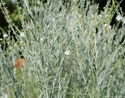 Image result for Gomphostigma