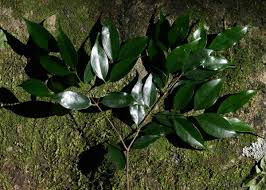 Image result for Strychnos usambarensis