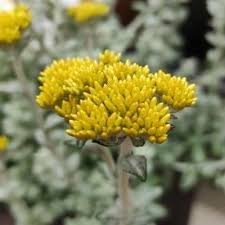 Image result for Helichrysum lineare