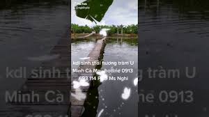Mọi chi tiết, vui lòng liên hệ: Vá» Ca Mau Que Em Nhe Khu Du Lá»‹ch Sinh Thai HÆ°Æ¡ng Tram U Minh Youtube