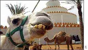 Urine from camels has been used in the arabian peninsula, iraq and jordan for medicinal purposes for centuries. Camel Urine Cure Humans