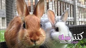 منتديات الثقافة والمعلومات العامة Animals