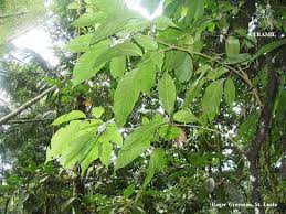 Image result for Trichilia capitata