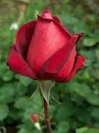 Image result for The best Flower in the world