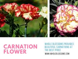 A gorgeous and long lasting cut flower, you'll love carnation in and out of the garden. Know More About The Carnation Flowers