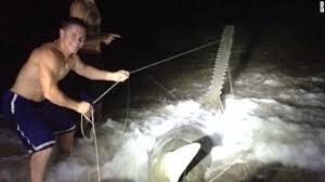#forkids #stayhome #withmehere comes juny tony 'vs' series !it's full of interesting stories and two different characters competing with each other.let's. Florida Fisherman Reels In Rare Saw Shark Cnn Video