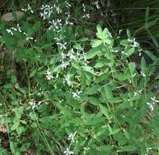The tiny white flowers add a nice texture for your containers. Euphorbia Diamond Frost Central Texas Gardener