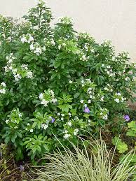 Geranium Vivace Et Oranger Du Mexique Fleuris Comme Au Printemps Paris Cote Jardin Geranium Vivace Oranger Du Mexique Geranium