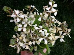 Like leaf lettuce, mustard greens, and collards, arugula stretches skyward in hot weather, blooming and setting seeds. Arugula Blossoms Ediblegardens52