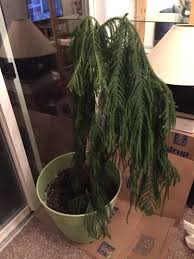 Do not prune norfolk island pines! How Do I Rehabilitate My Norfolk Island Pine Gardening Landscaping Stack Exchange
