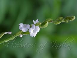 Image result for Buchnera leptostachya