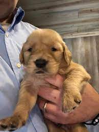 These golden retriever puppies located in alabama come from different cities, including, russellville. Akc Golden Retriever Puppies The Red House Kennels Facebook