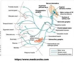 Facial Nerve Nuclei Of Facial Nerve Coarse Distribution Of