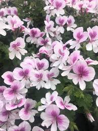 Here S Some Pelargonium Garden De Beers Garden Centre Facebook