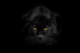 Create your perfect leopard logo free. Black Leopard Also Called Black Panther He S A Melanistic Leopard Black Jaguar Animal Black Panther Cat Jaguar Animal