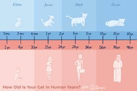 How Do You Calculate Cat Years To Human Years