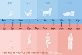 how do you calculate cat years to human years