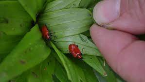 You can be annoyed to the point that for a moment you consider hopping in your. Controlling Lily Leaf Beetles Lilioceris Lilii Gardener S Supply