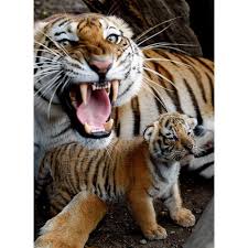 Image result for mother protecting her young