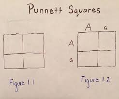 Why is a punnett square useful? Using Punnett Squares To Calculate Phenotypic Probabilities 6 Steps With Pictures Instructables